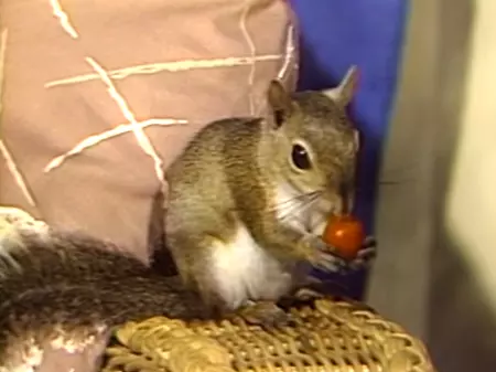 A Hungry Squirrel