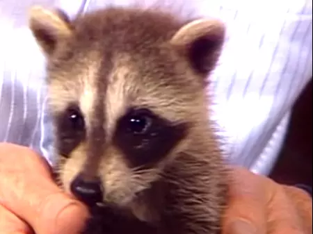 A Baby Racoon