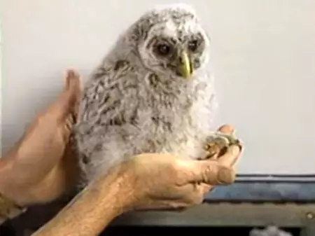 Hoot the Baby Owl