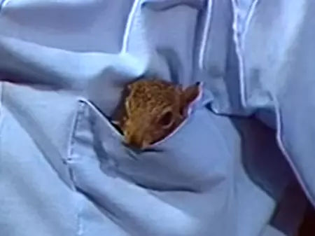 Peapod the Pocket Squirrel