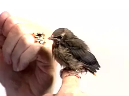 A Baby Waxwing