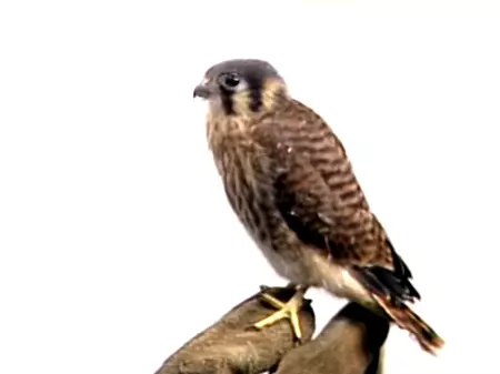 Falky the Kestrel