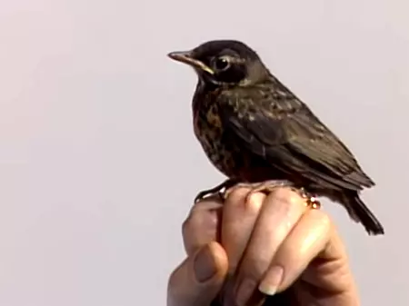 A Baby Robin