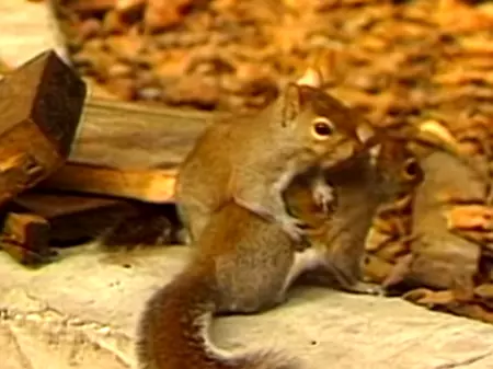 Two Baby Squirrels