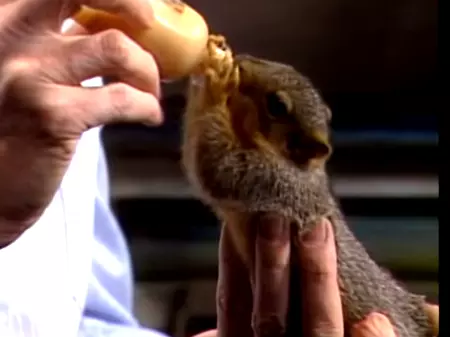 A Baby Squirrel