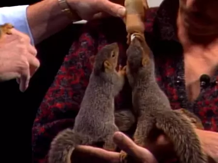 Four Baby Sqirrels