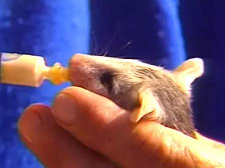 A Baby Opossum