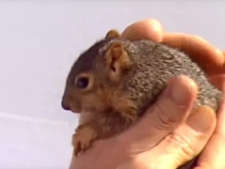 A Baby Fox Squirrel