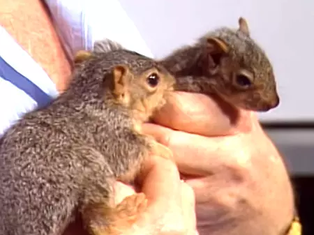 Two Baby Squirrels
