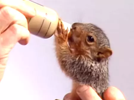 A Baby Squirrel