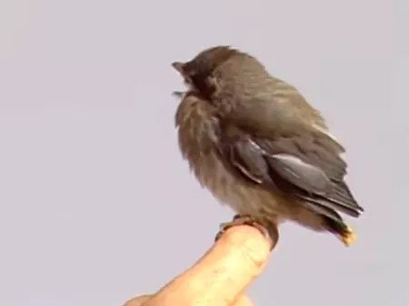 A Baby Waxwing