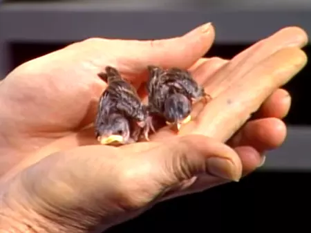 Two Baby Swifts