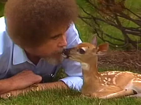 A Baby Deer