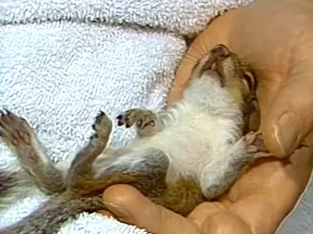 Peapod the Sleepy Squirrel