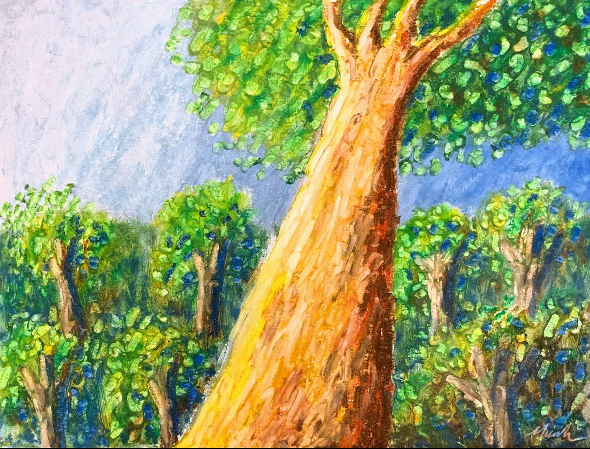 Sycamore grove